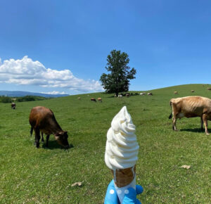 Hokkaido soft cream