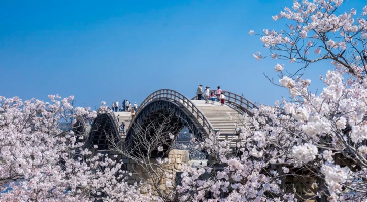 Cherry blossoms at Kyotaikyo Bridge in Iwakuni, Yamaguchi, Japan