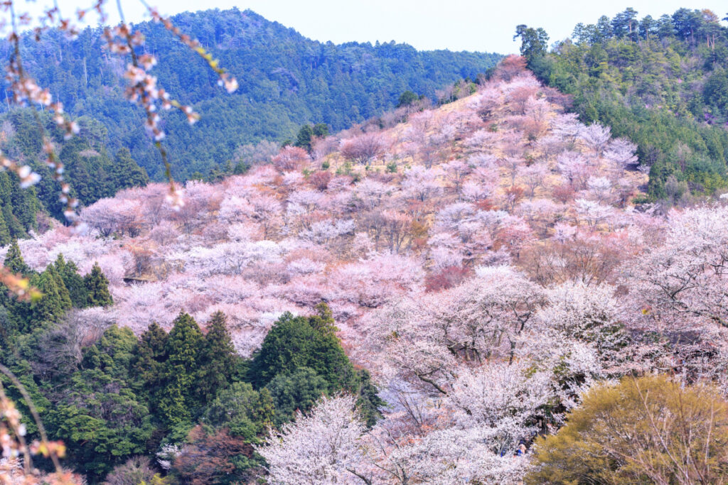 Cherry blossoms on Mt. Yoshino in Nara Japan