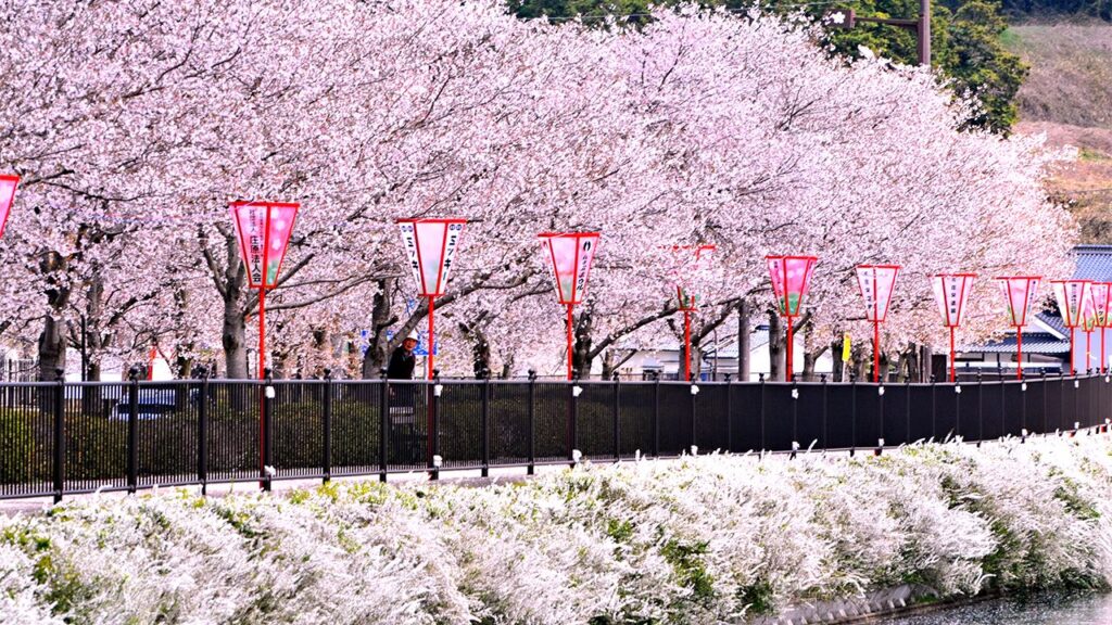 Ueno Park cherry blossoms in Tokyo Japan