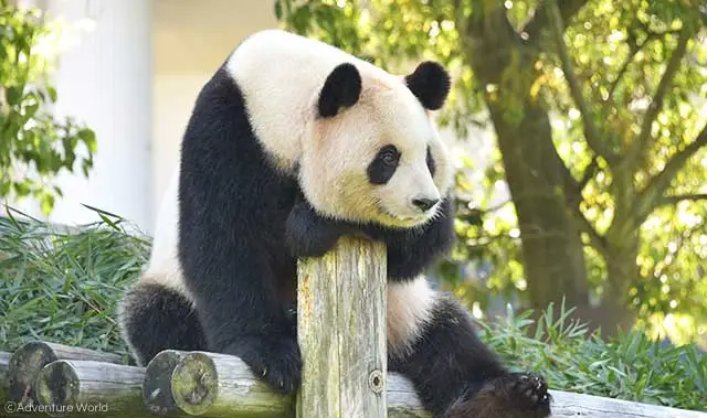 Giant panda in Shirahama Japan